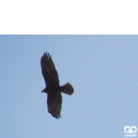 گونه سنقر تالابی Western Marsh Harrier